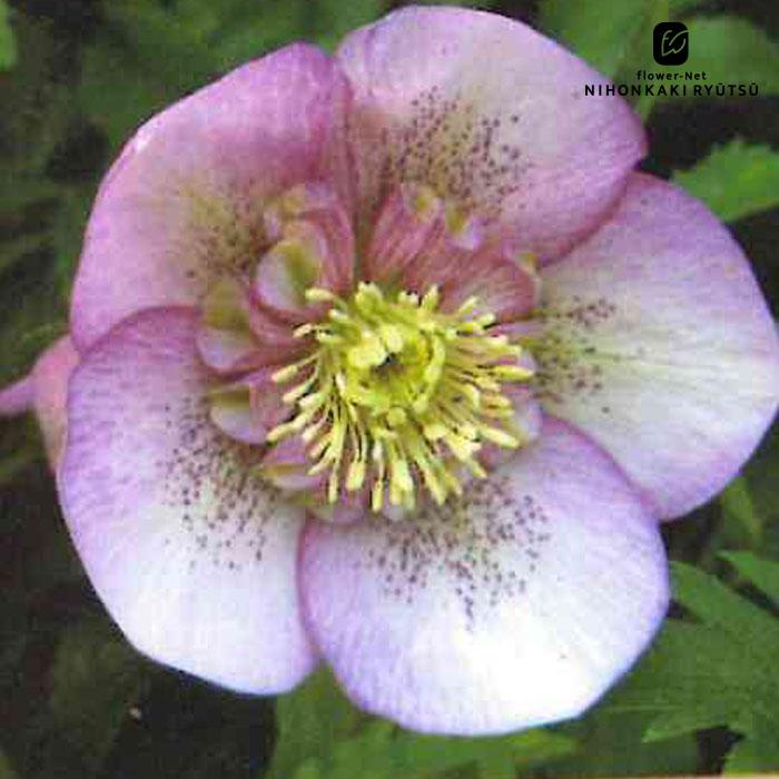 クリスマスローズ苗 セミダブル ピンク 杉山交配 9cmポット 宿根草