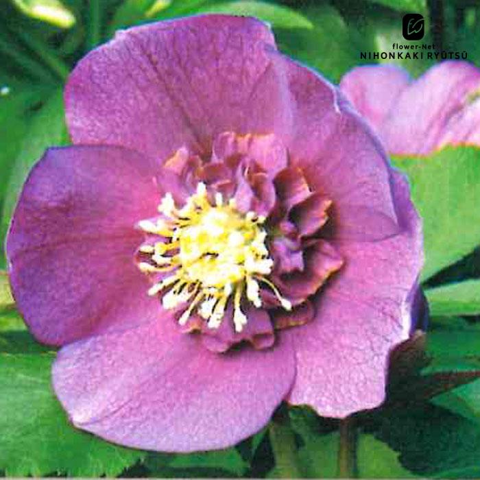 クリスマスローズ苗 セミダブル レッド 杉山交配 9cmポット 宿根草