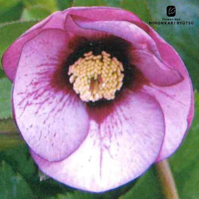 クリスマスローズ苗 開花見込大株 シングル ピンクフラッシュ 杉山交配