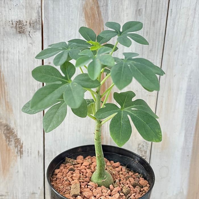 日本花キ流通 多肉植物 sdアデニア グラウカ 実生 多肉植物 塊根植物