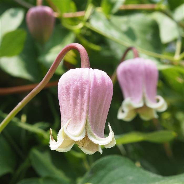 クレマチス 苗 バーシカラー ヴィオルナ系 落合さんのクレマチス 2年生