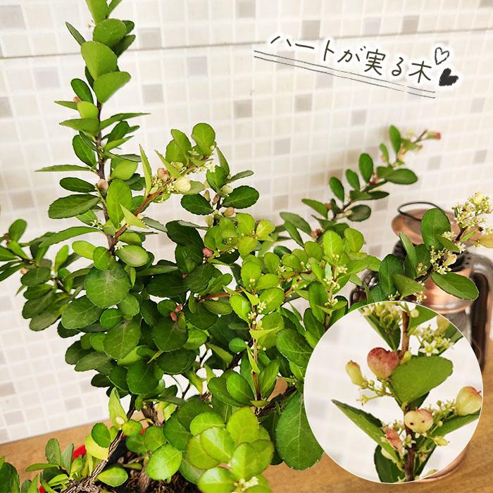 日本花キ流通 ハートが実る木 3.5号鉢 登録品種 ハートの実 ハリ
