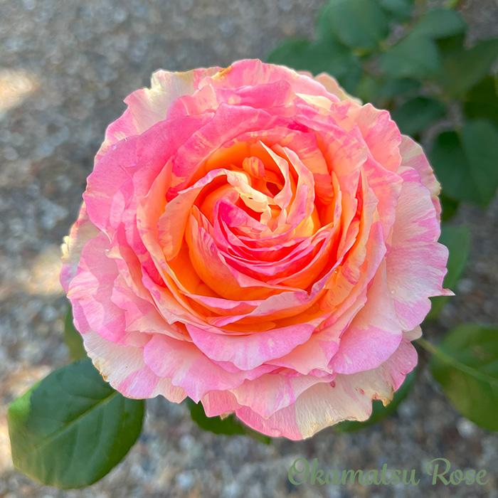 予約販売 バラ苗 バラ新苗 大阪城 契約品種 薔薇 ばら 国産苗 岡松