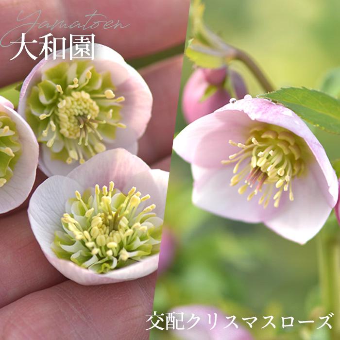 予約販売 クリスマスローズ 苗 大和園さん オリジナル交配 実生苗 y-03