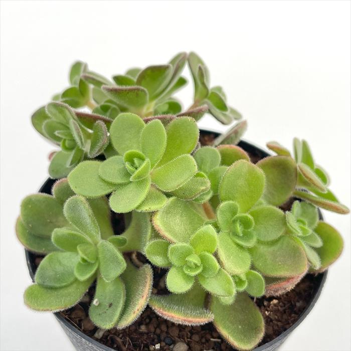 日本花キ流通 多肉植物 caアエオニウム サンデルシー 多肉植物