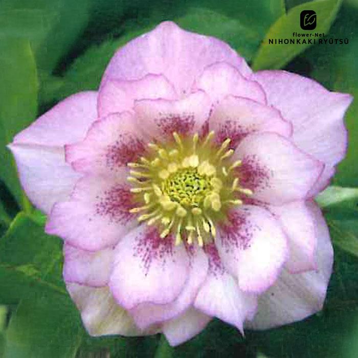 クリスマスローズ苗 ダブル ピンクスポット 杉光園芸 杉山交配 9cm