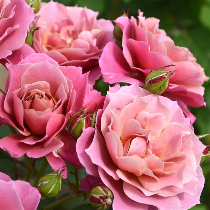 予約販売 バラ苗 バラ大苗 ロサ オリエンティス 葵の上 品種登録出願中