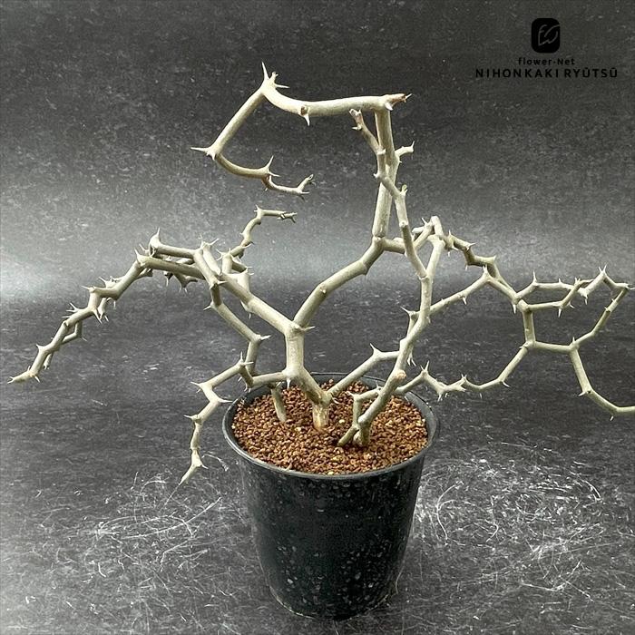 日本花キ流通 多肉植物 caデカリア ジグザグの木 多肉植物 送料無料