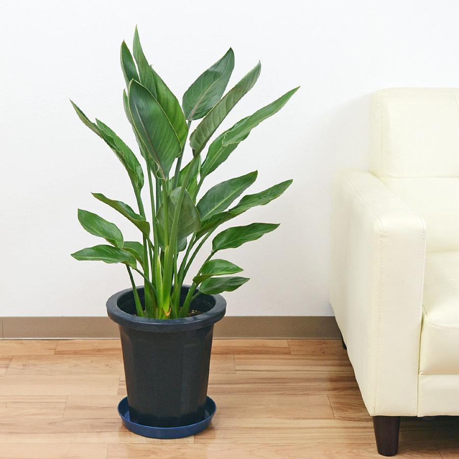 観葉植物 ストレリチア・レギネ 8号(中鉢) バードオブパラダイス