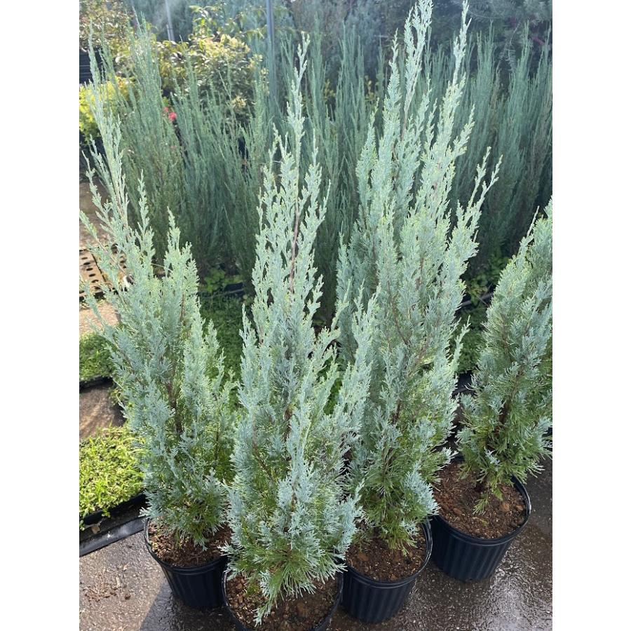 コニファー ウイッチタブルー80cm4本セット（庭木,植木,常緑樹
