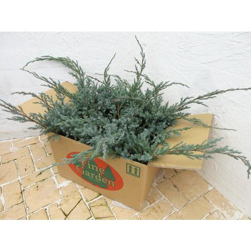 コニファー ブルーカーペット6本セット（コニファー,庭木,植木,常緑樹