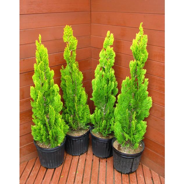 コニファー エレガンテシマ80cm 4本セット（庭木,植木,常緑樹