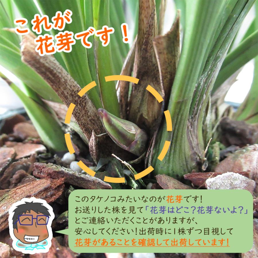 花芽2つ付き 】キンリョウヘン（ 金稜辺 ）5号鉢 ニホンミツバチを