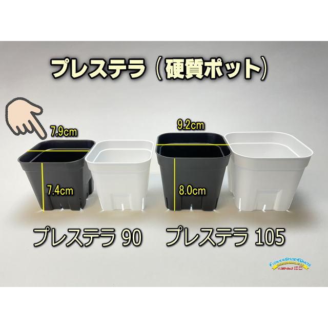 旧)プレステラ 90-(硬質スリットポット3号)-黒[四角]○-1鉢売