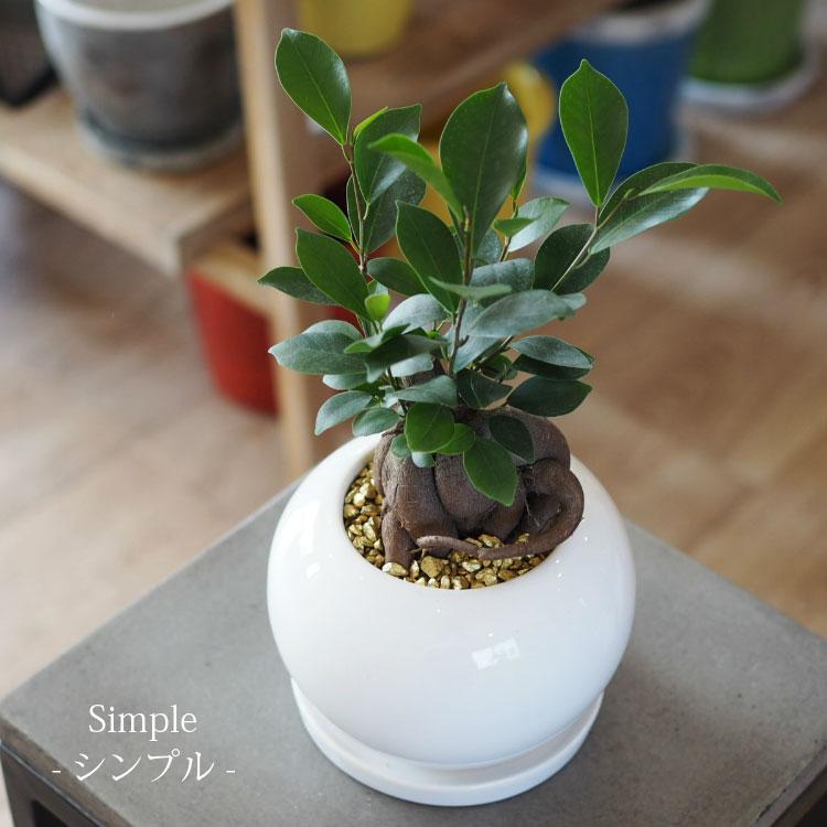 一部地域送料無料) ガジュマル 幹太タイプ 4号 選べるこだわりの植木鉢