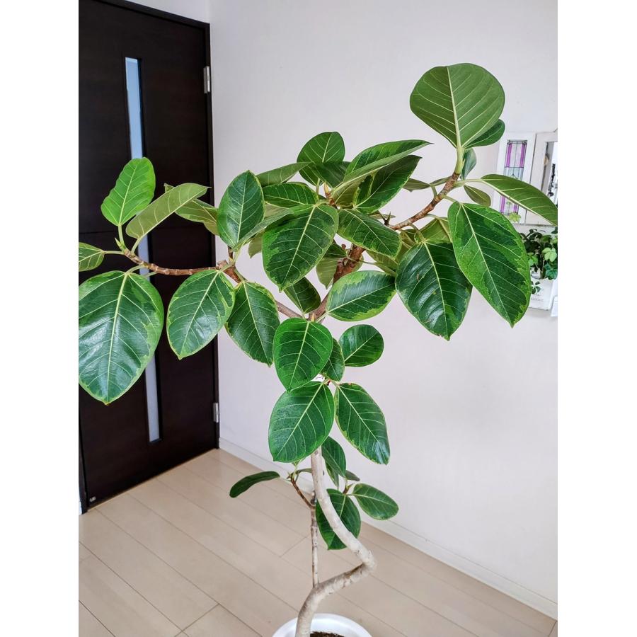 フィカス アルテシマゴムの木 9号（0205）インテリア 開店祝い 新築