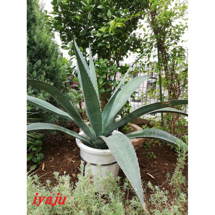 アガベ アオノリュウゼツラン 10号（0914）大型 オシャレな観葉植物
