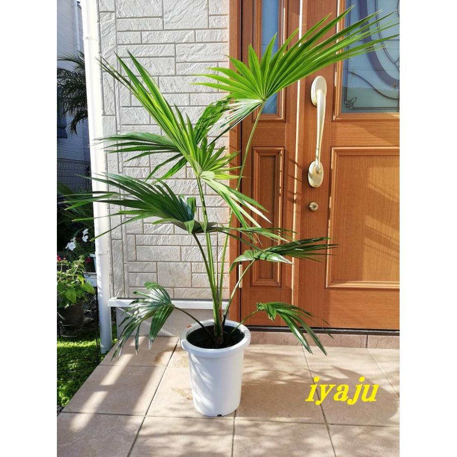 ビロウヤシ 8号 耐寒性ヤシ オシャレな観葉植物 ドライガーデン 新築