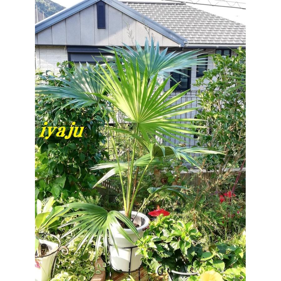 ビロウヤシ 8号 耐寒性ヤシ オシャレな観葉植物 ドライガーデン 新築