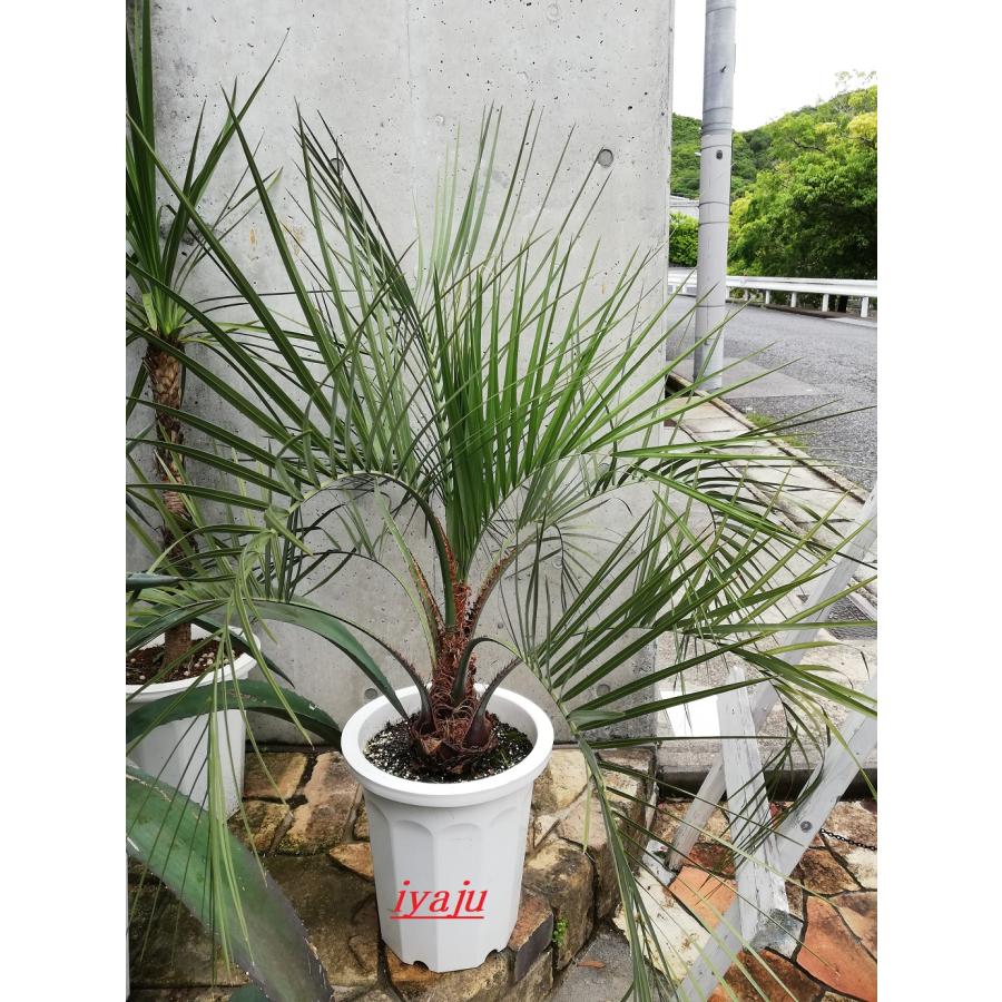 ココスヤシK1 ココスヤシ | HITOTOKI by MAKIMO PLANT