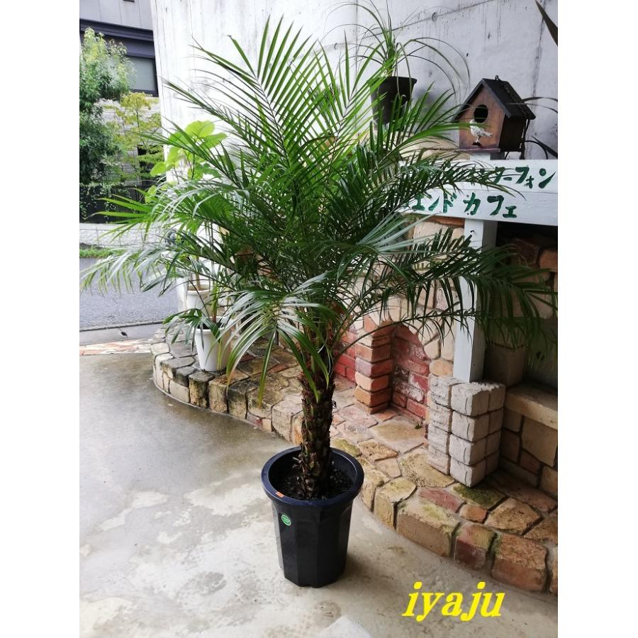 フェニックスロベレニー 10号 Mサイズ 八丈島産 ヤシの木 シンボル