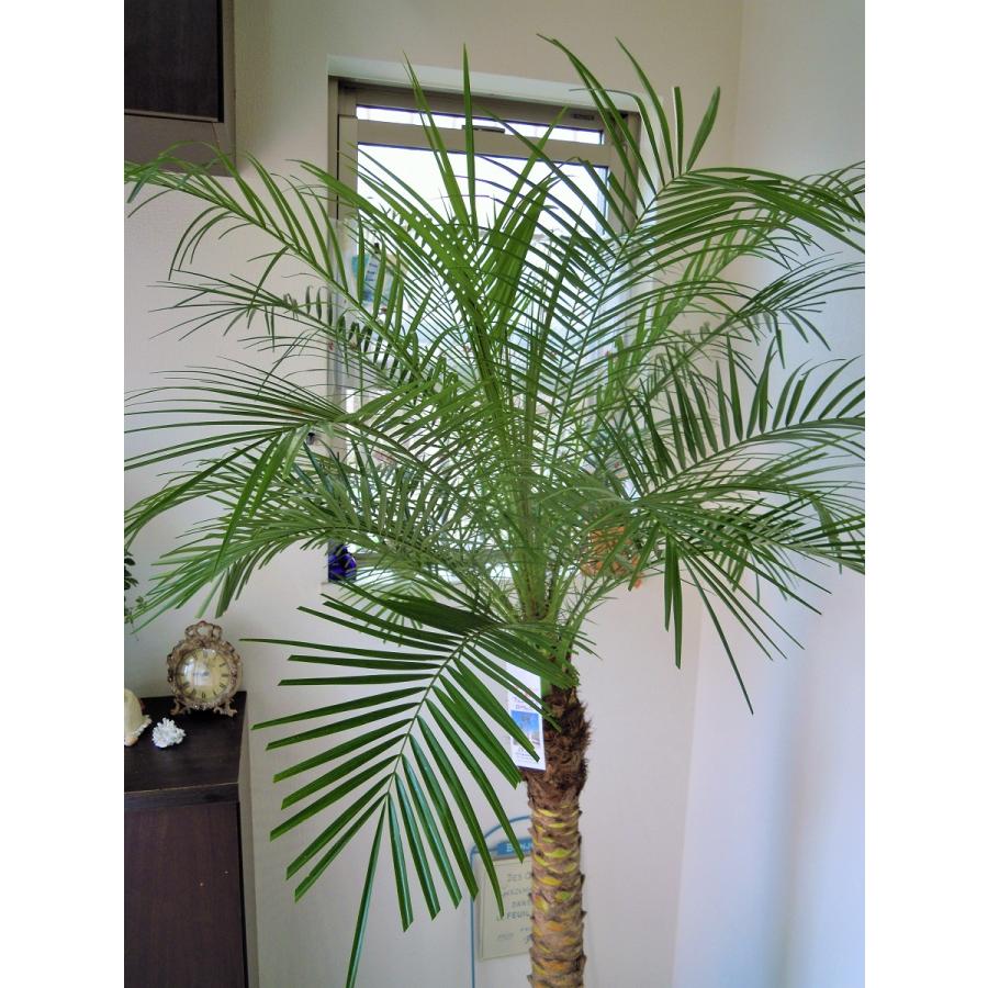フェニックスロベレニー 10号 Mサイズ 八丈島産 ヤシの木 シンボル