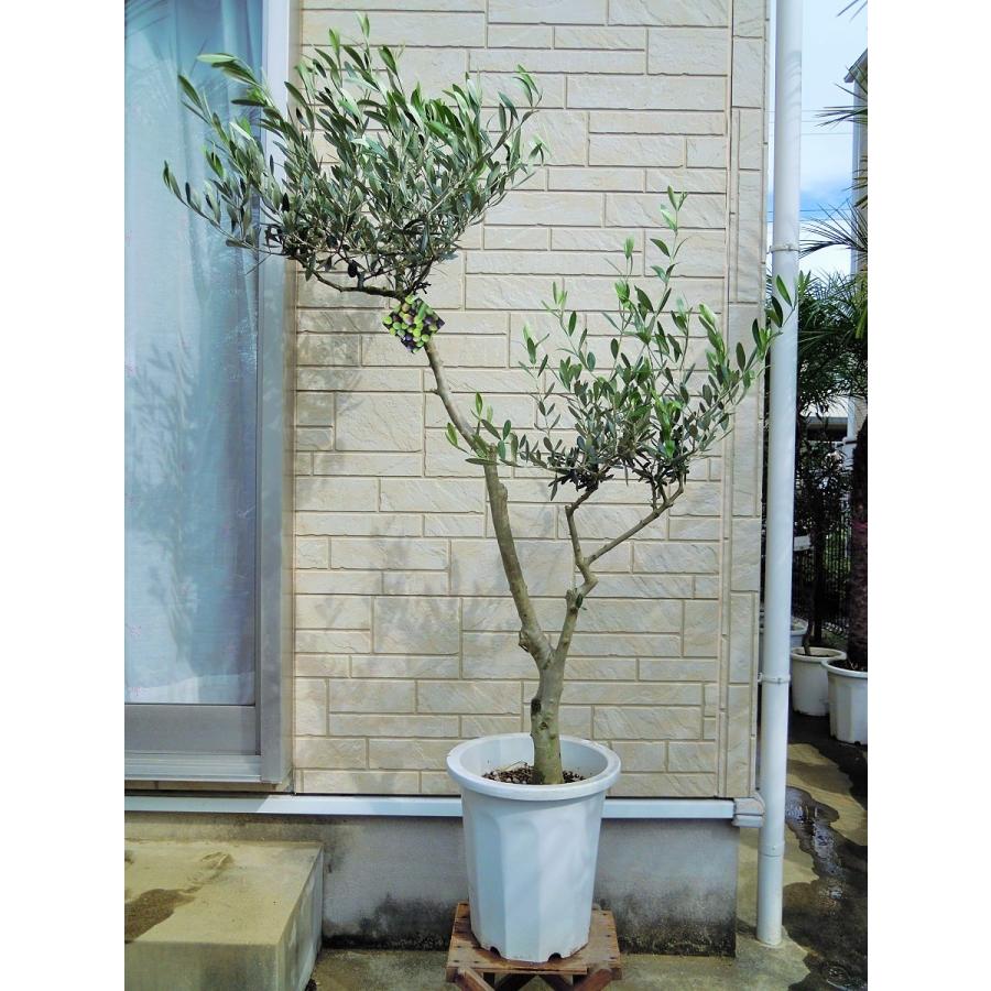 オリーブ 鉢植え 10号（546:ルッカ）創樹ブランド シンボルツリー