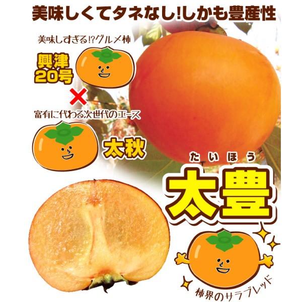 カキ 完全甘柿 太豊PVP【興津20号×太秋】 1株 果樹苗 国華園 : 花と緑