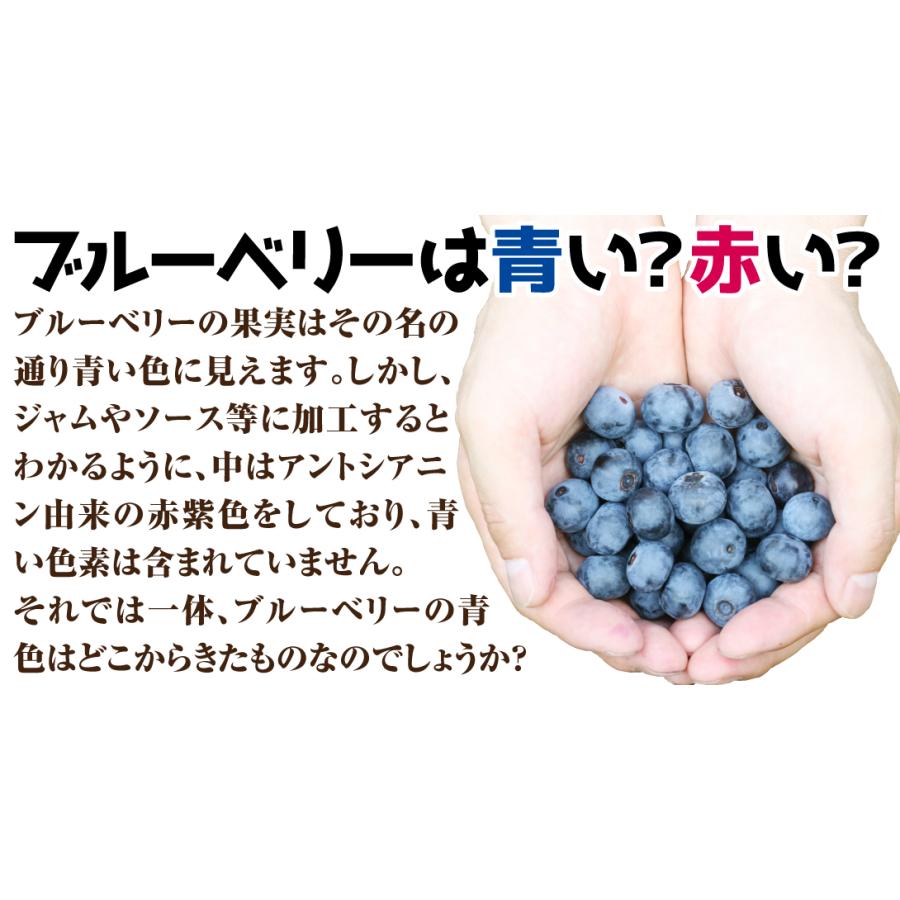 果樹苗 サザンハイブッシュ系 ブルーベリー シャープブルー 挿木2年生