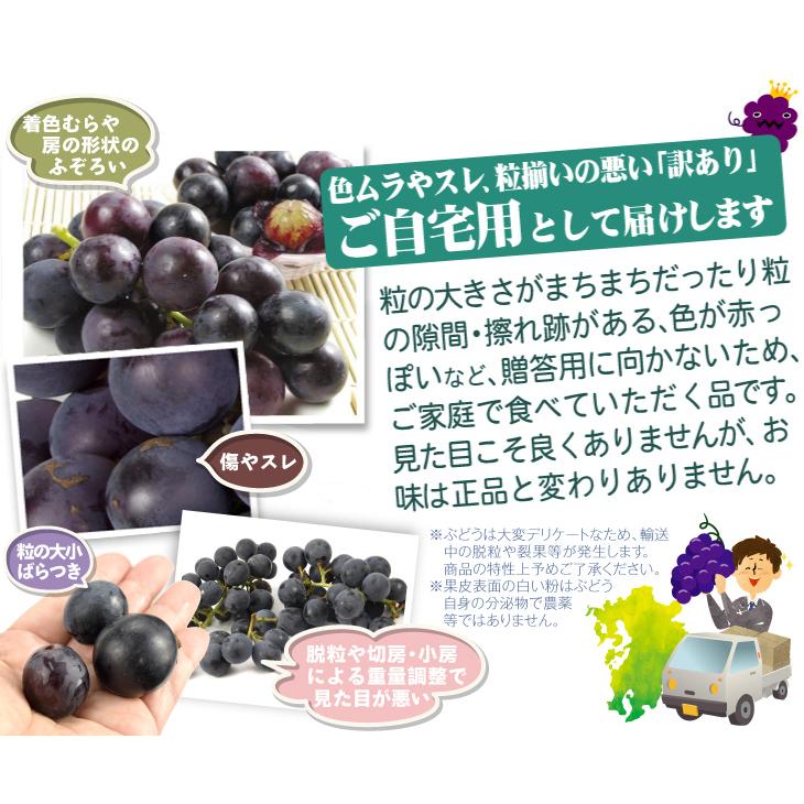 ぶどう 約700g 超早出し 巨峰 熊本産 福岡産 訳あり きょほう 350g