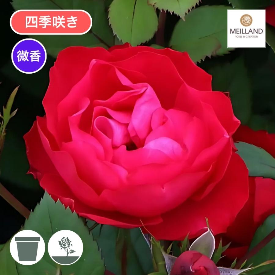 バラ苗 大苗 2026 チェリー ボニカ Cherry Bonica 四季咲き 国産