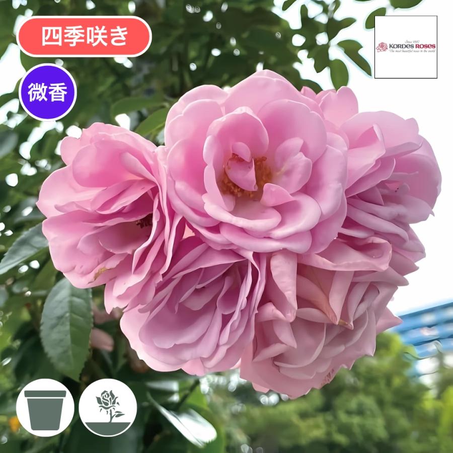 バラ苗 予約新苗 2026 プロローグ Prologue 四季咲き 海外ブランド