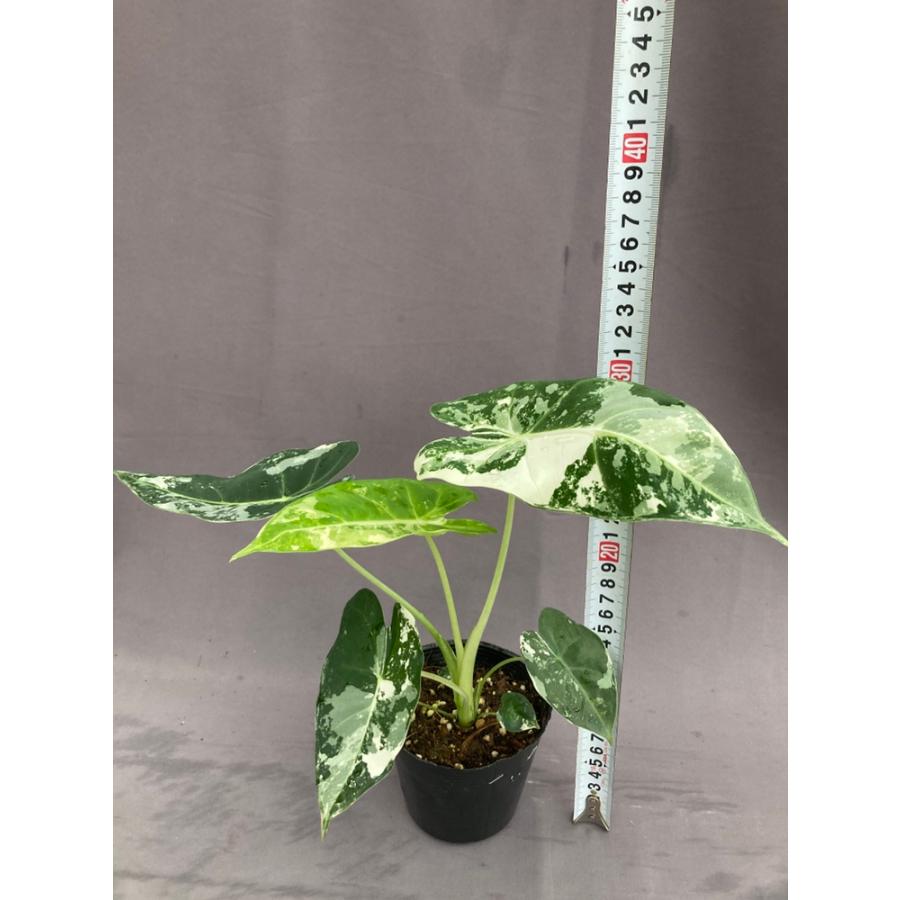 アロカシア・グリーンベルベット斑入り 3.5号 : 日本ライン花木