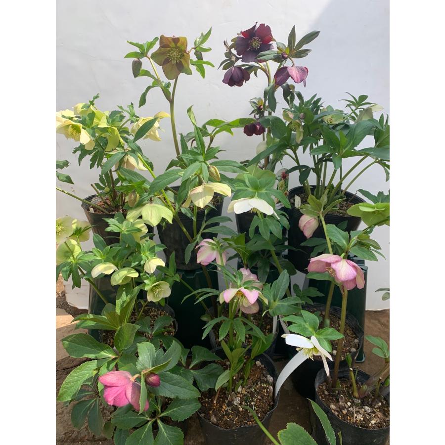 クリスマスローズ 品種おまかせ10株セット 花郷園オリジナル品種 : 花