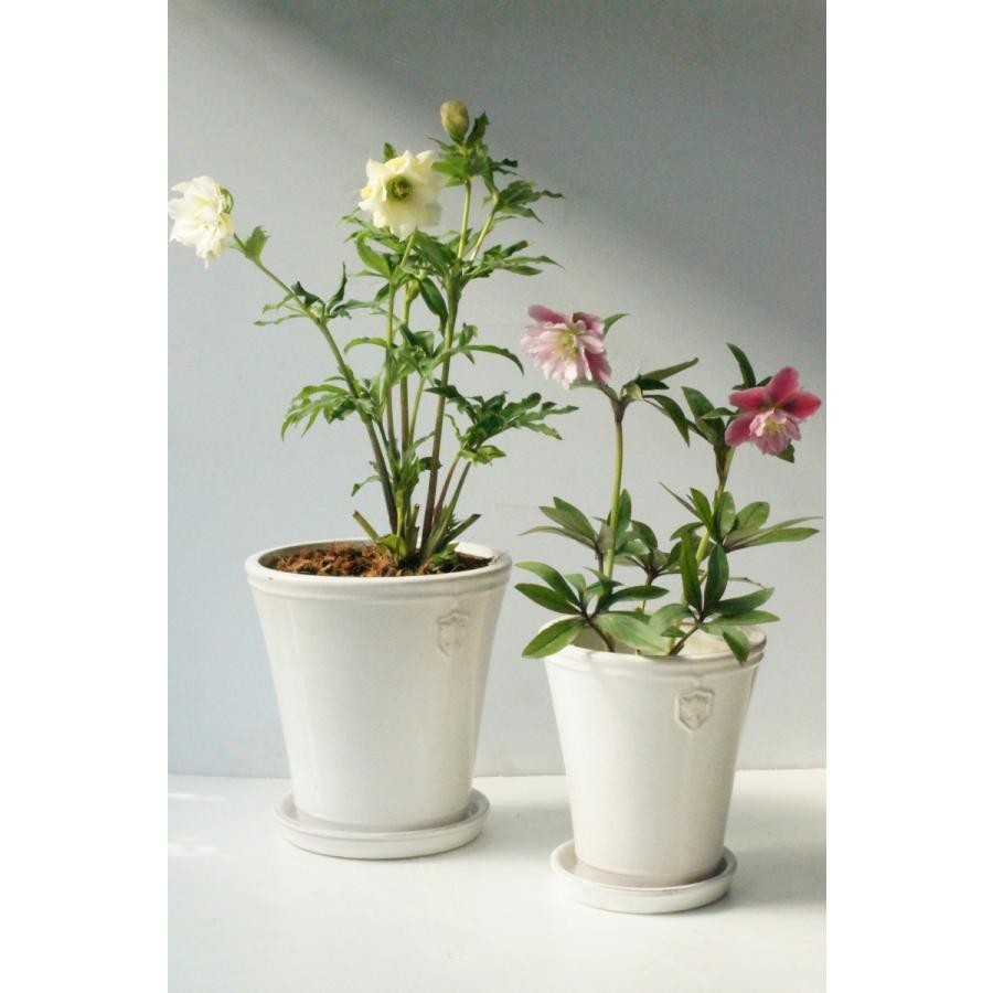 陶器鉢 植木鉢 【白/Lサイズ 7号】 Rose de Noel Parfaite クリスマス