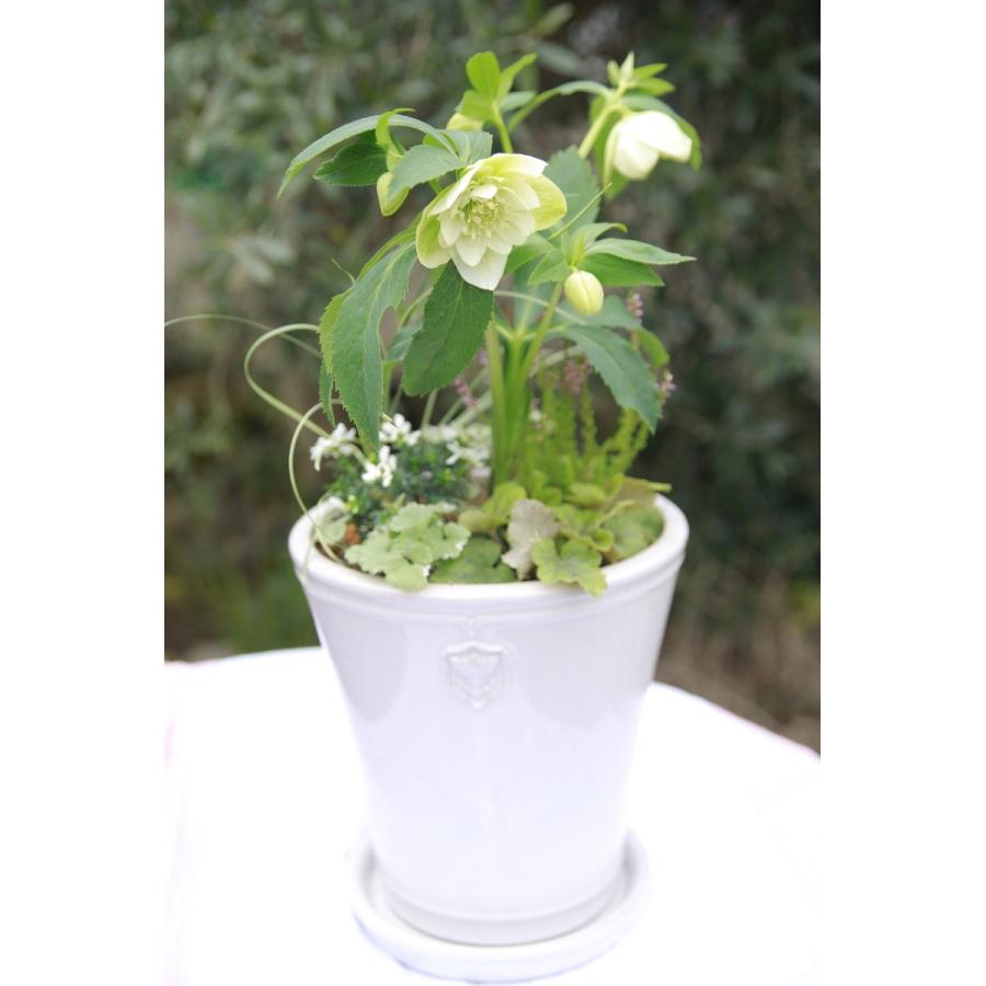 陶器鉢 植木鉢 【白/Lサイズ 7号】 Rose de Noel Parfaite クリスマス