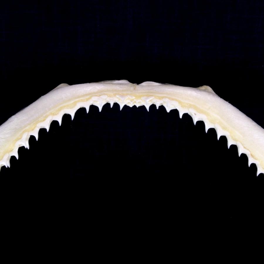 サメ 標本】ハナザメNo.6 顎骨標本 サメの歯 コレクション 教材 ギフト