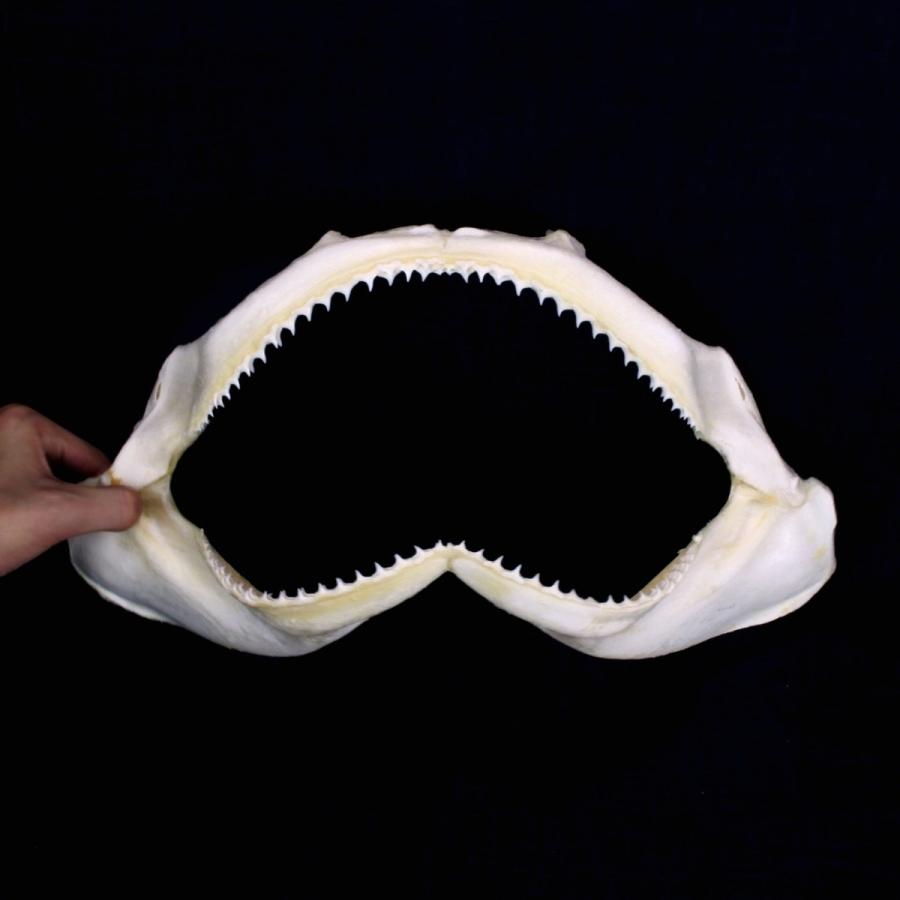 サメ 標本】ハナザメNo.6 顎骨標本 サメの歯 コレクション 教材 ギフト