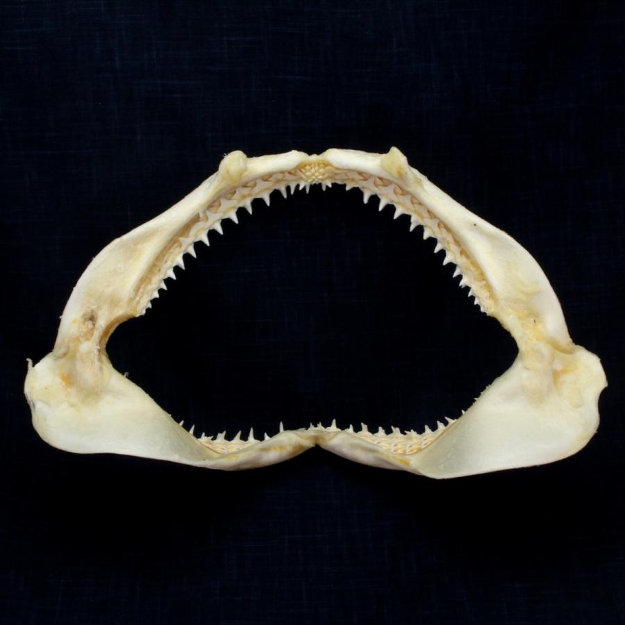 サメ 標本】カマストガリザメNo.28 顎骨標本 サメの歯 コレクション