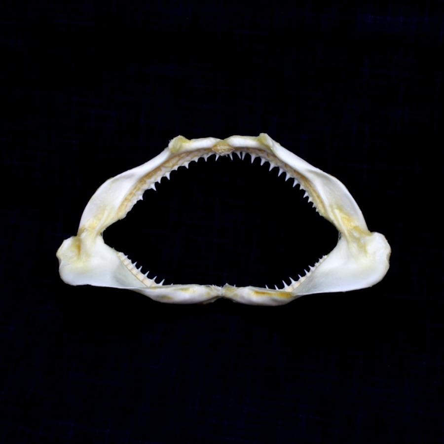 サメの顎（メジロザメ科）顎骨標本 Sサイズ 14〜16cm ケース付き お