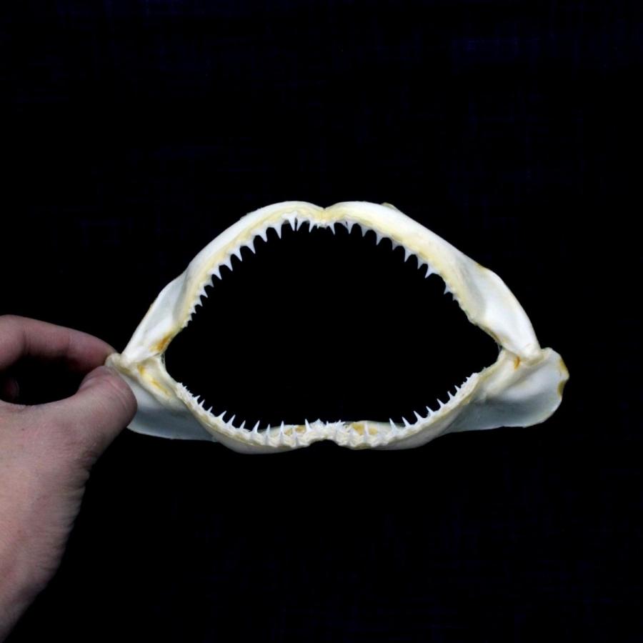 サメの顎（メジロザメ科）顎骨標本 Sサイズ 14〜16cm ケース付き お