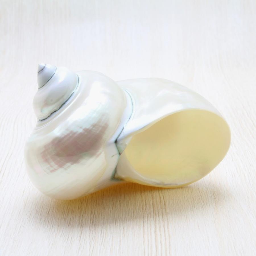 アフリカヤコウガイ（磨）夜光貝 貝殻 約8〜10cm コレクション