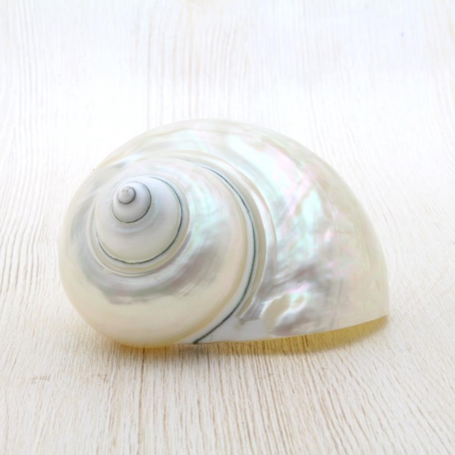 アフリカヤコウガイ（磨）夜光貝 貝殻 約8〜10cm コレクション