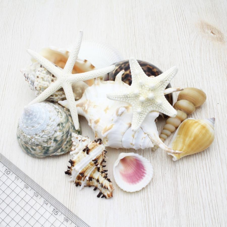 貝殻詰め合わせセット（ケース付き）貝殻 約450g パーツ ハンドメイド