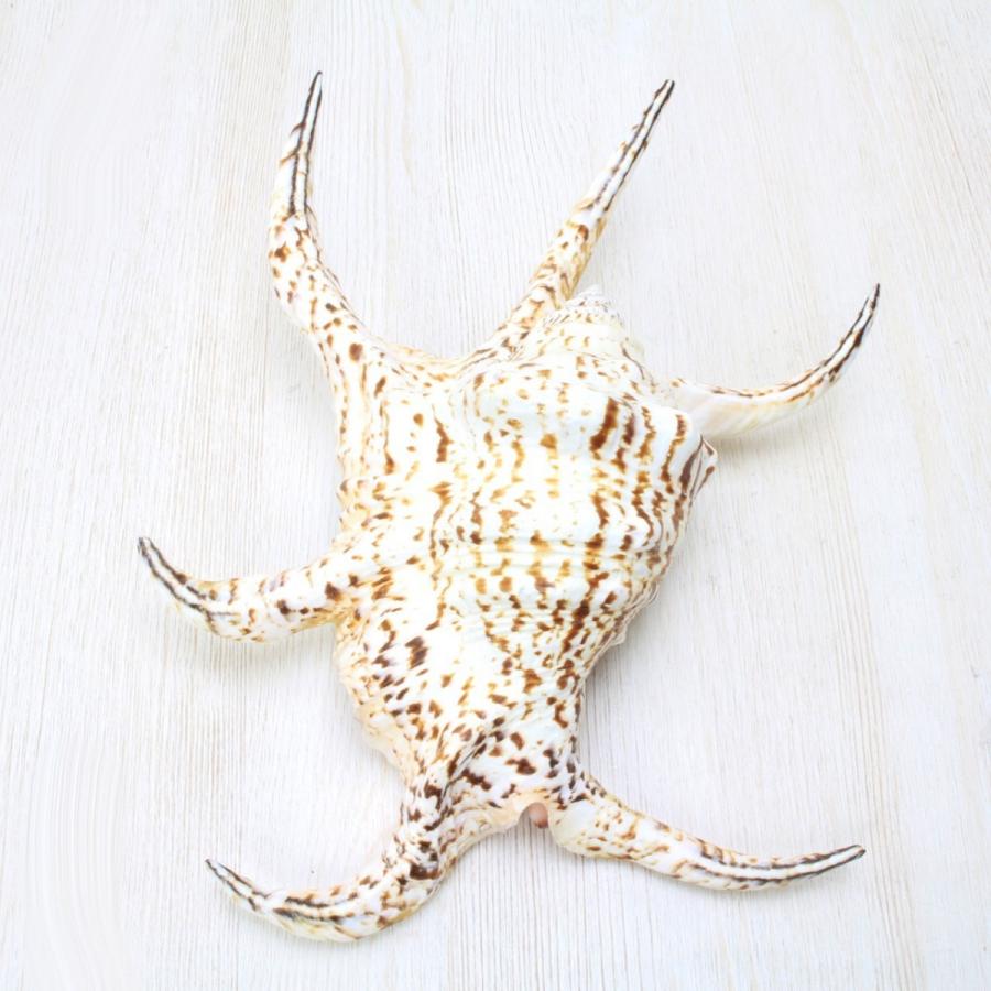 スイジガイ（水字貝） XLサイズ 貝殻 約20〜23cm 標本 オーナメント