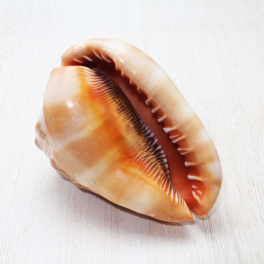 マンボウガイ (カメオシェル) 貝殻 約12〜14cm 標本 コレクション