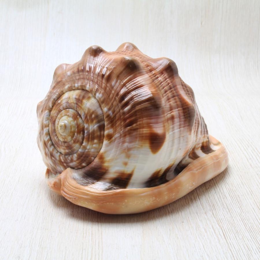 マンボウガイ (カメオシェル) 貝殻 約12〜14cm 標本 コレクション