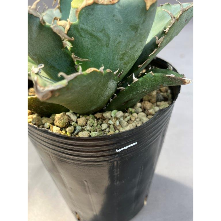 アガベ・チタノタ【白鯨】 : 日本ライン花木センターYahoo!ショップ