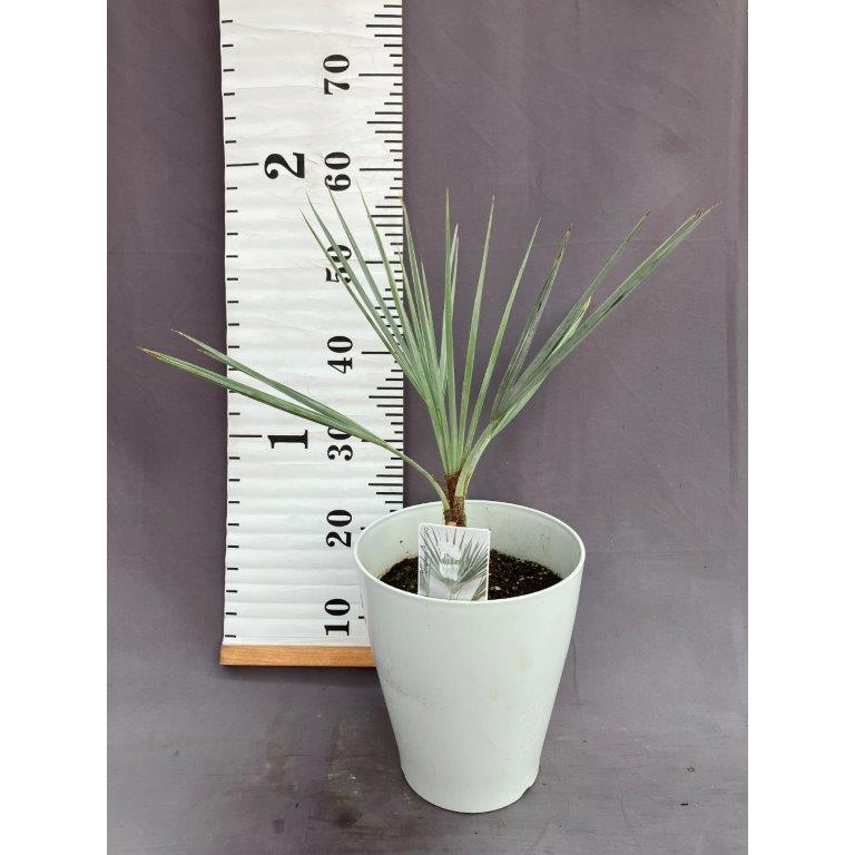 ブラヘア・アルマータ 7号 : 日本ライン花木センターYahoo!ショップ