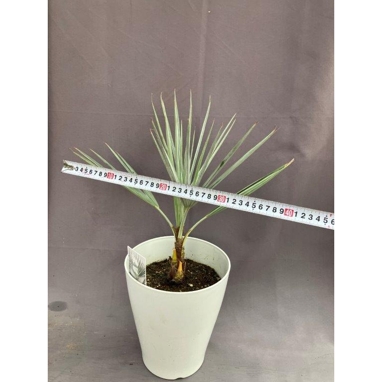 ブラヘア・アルマータ 7号 : 日本ライン花木センターYahoo!ショップ